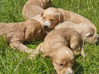 Cockapoo