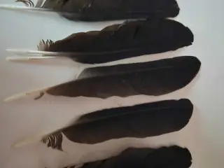 Smukke kragefjer
