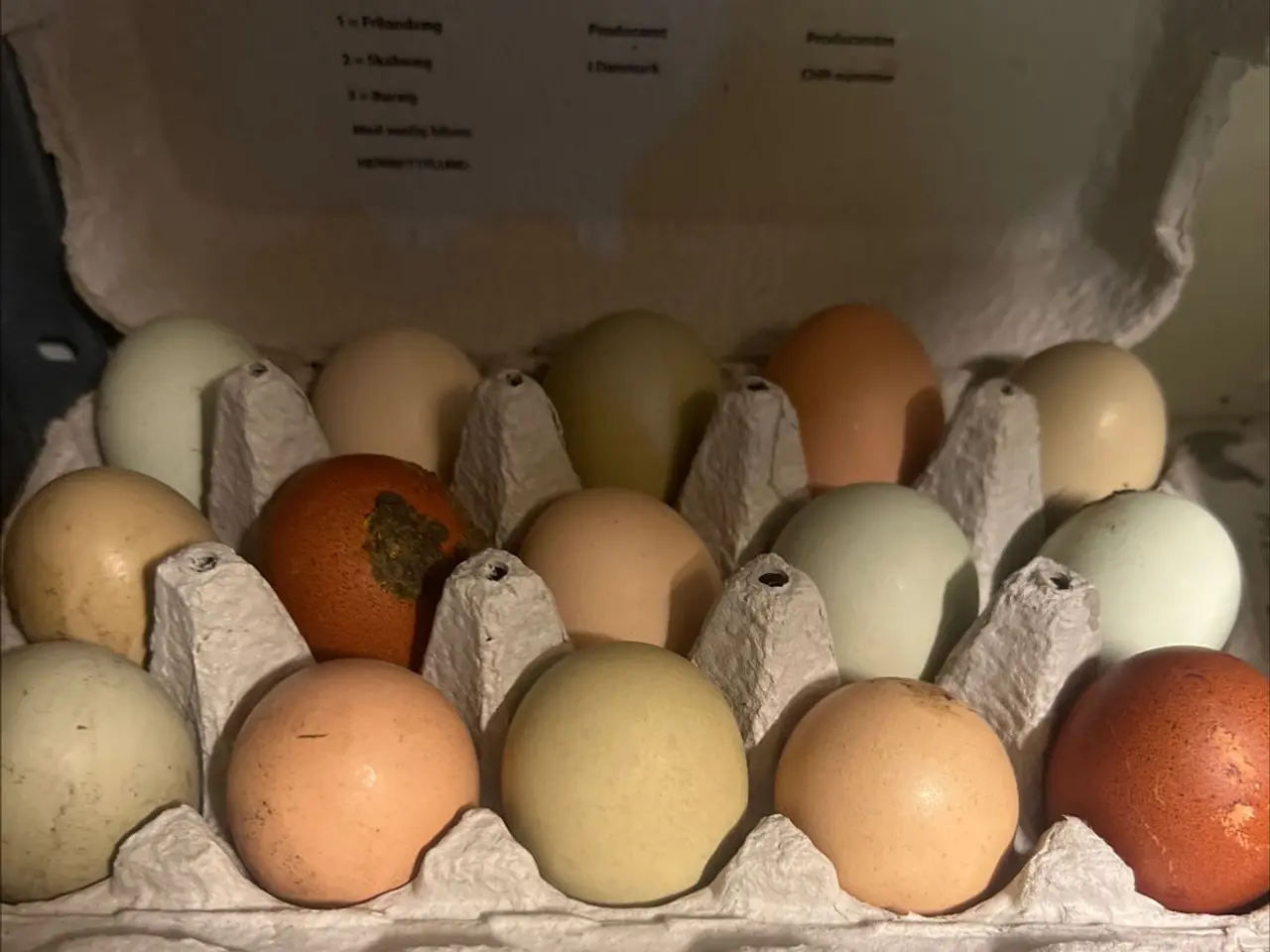 Billede 1 - Rugeæg farvede æg