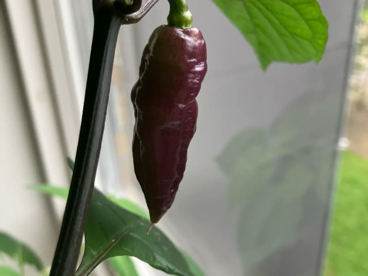 Billede 1 - Chili frø