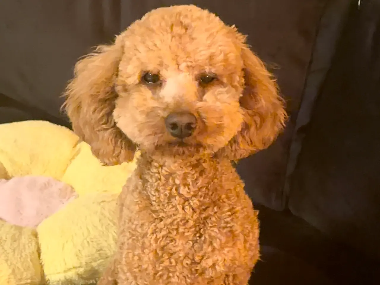 Billede 9 - 🐩 Dværgpuddel han tilbydes til parring 🐩