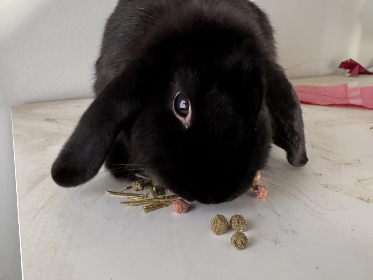 Billede 1 - Coco søger et nyt kærligt hjem