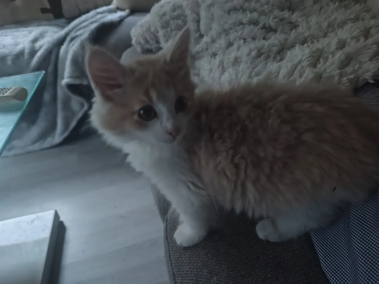 Billede 10 - Main Coon / Ragdoll blanding
