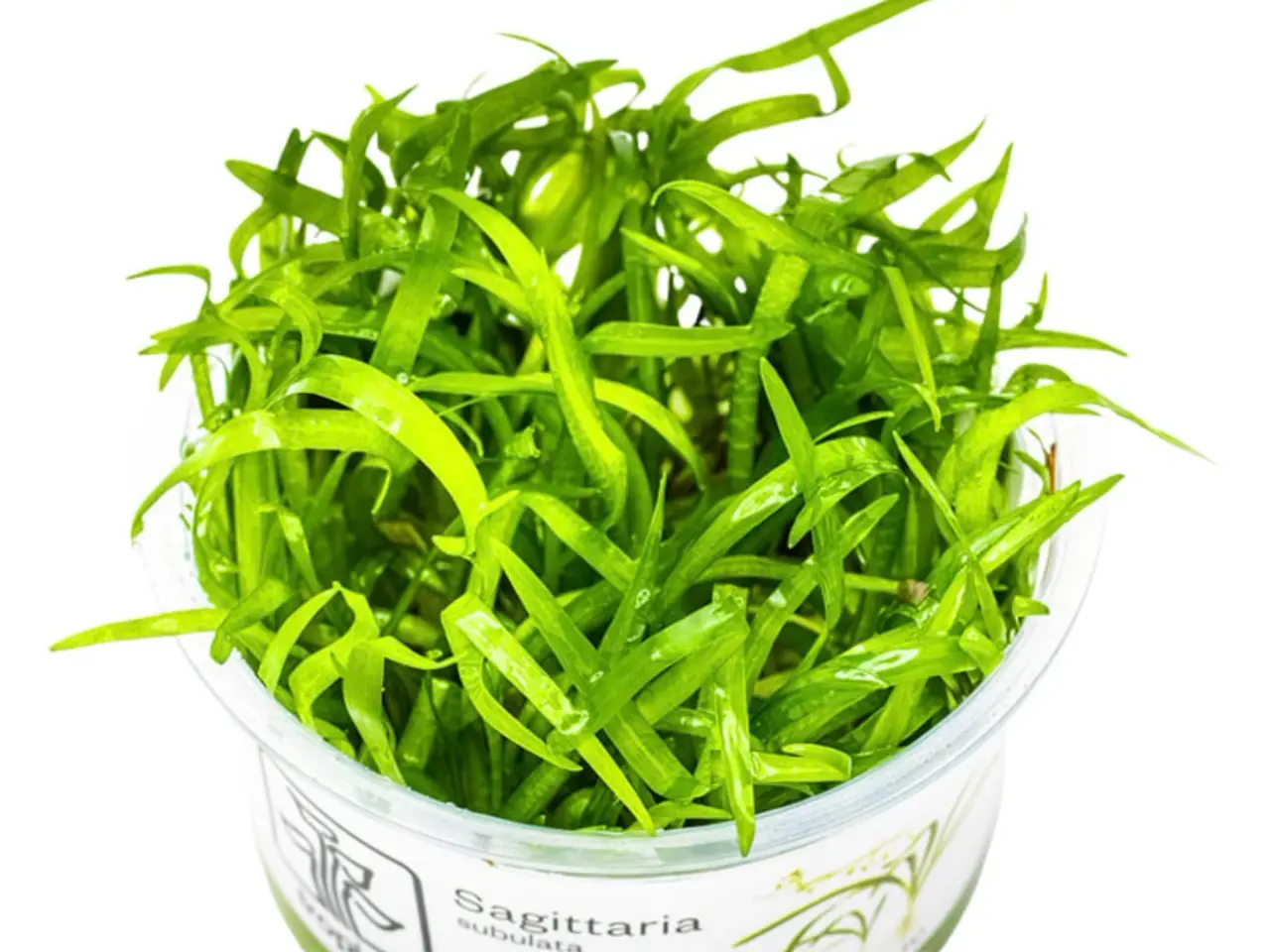 Billede 13 - Flotte 1.2 grow akvarie planter