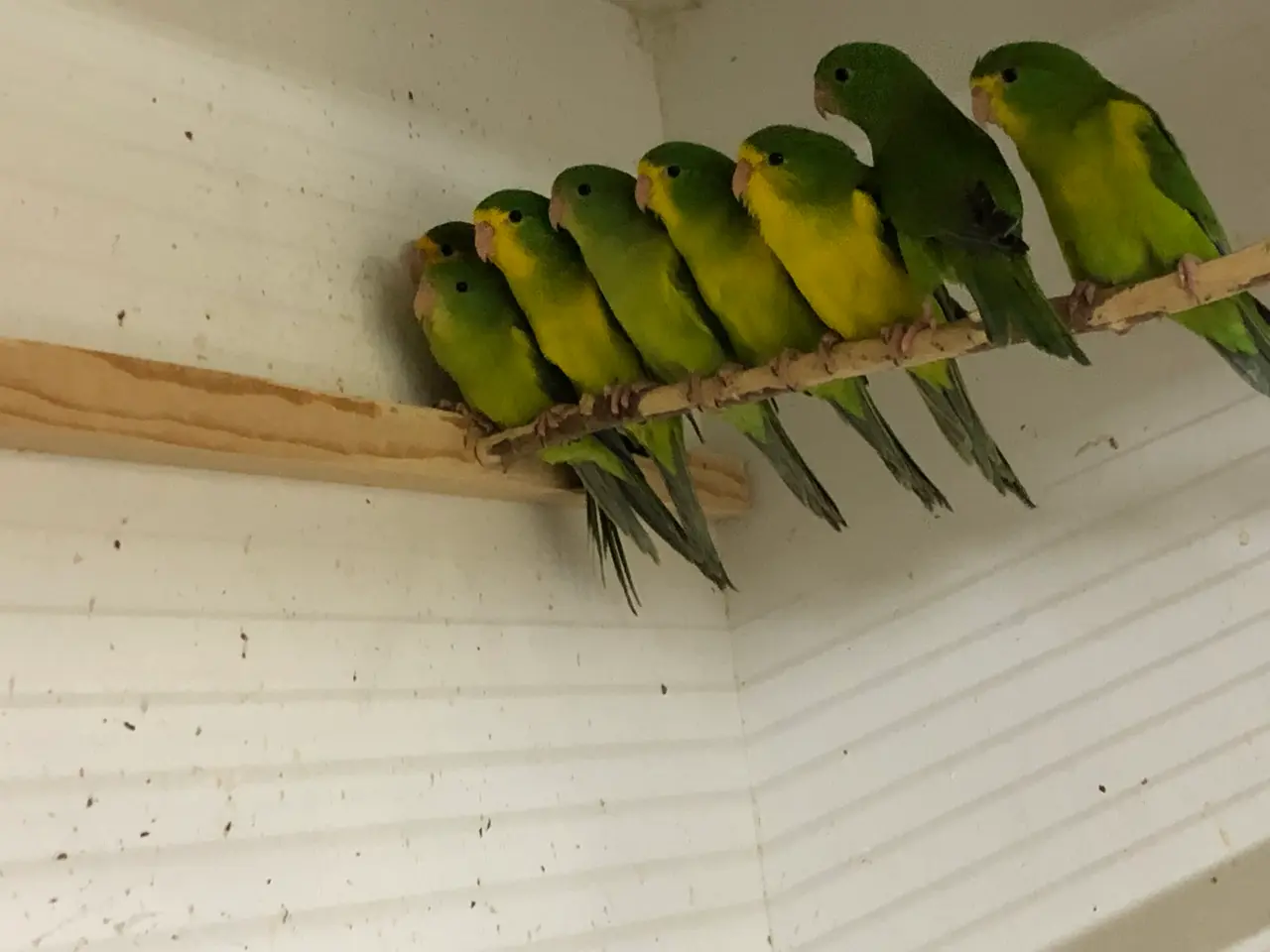 Billede 2 - Rustkappet Caique