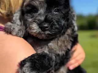 amerikansk cockapoo dreng