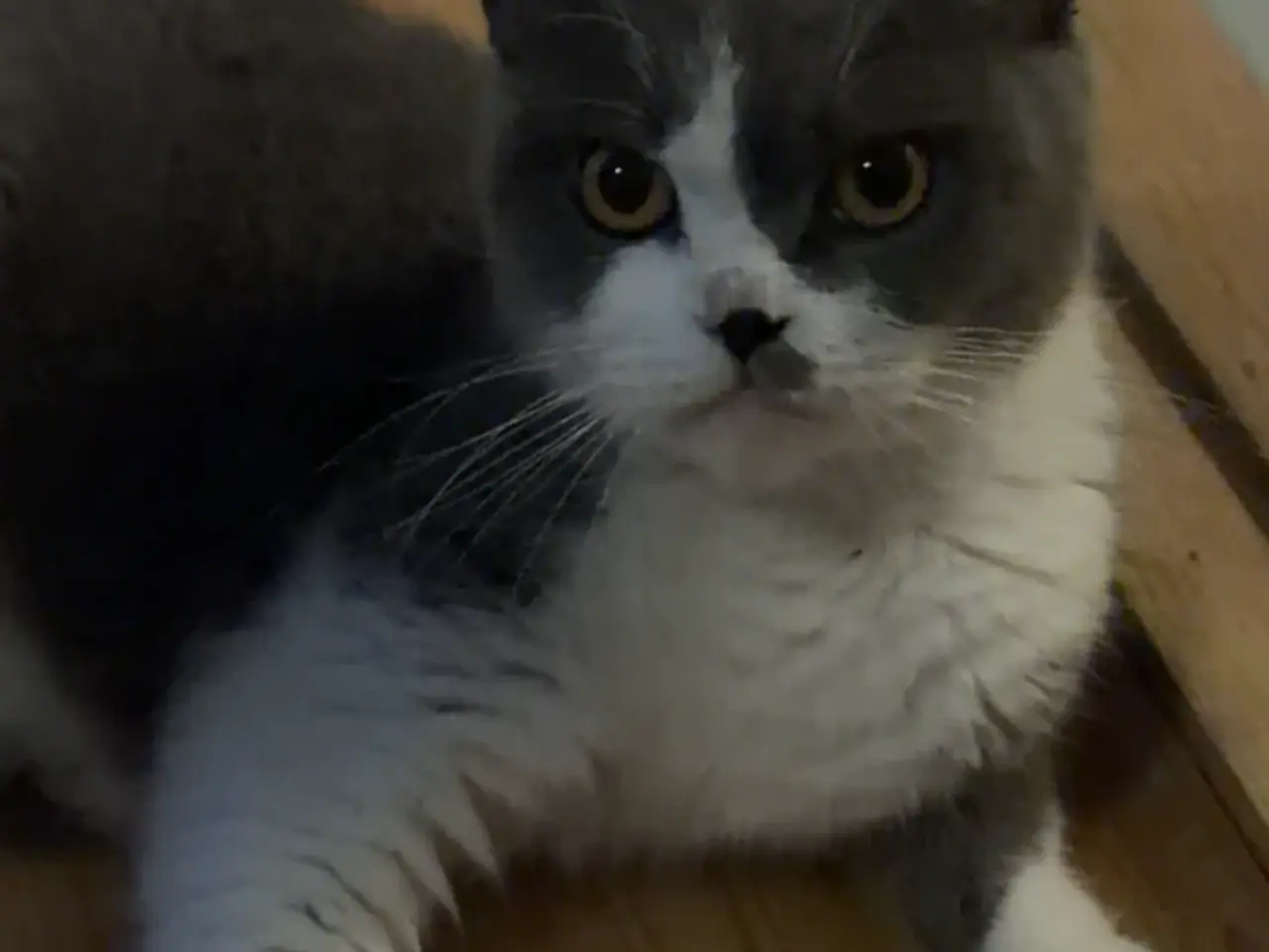 Billede 6 - British shorthairx ragdoll killinger sælges