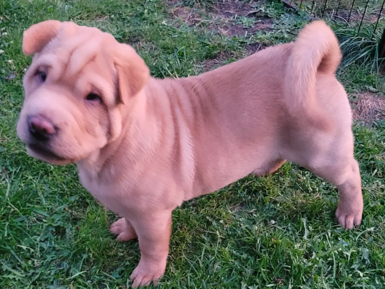 Billede 1 - Shar Pei Hvalp