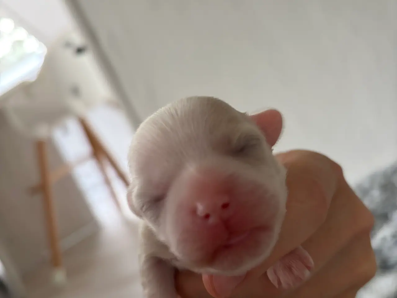Billede 11 - Malteser hunde hvalpe