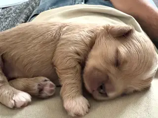 HELT NYE Shih-Poo hvalpe