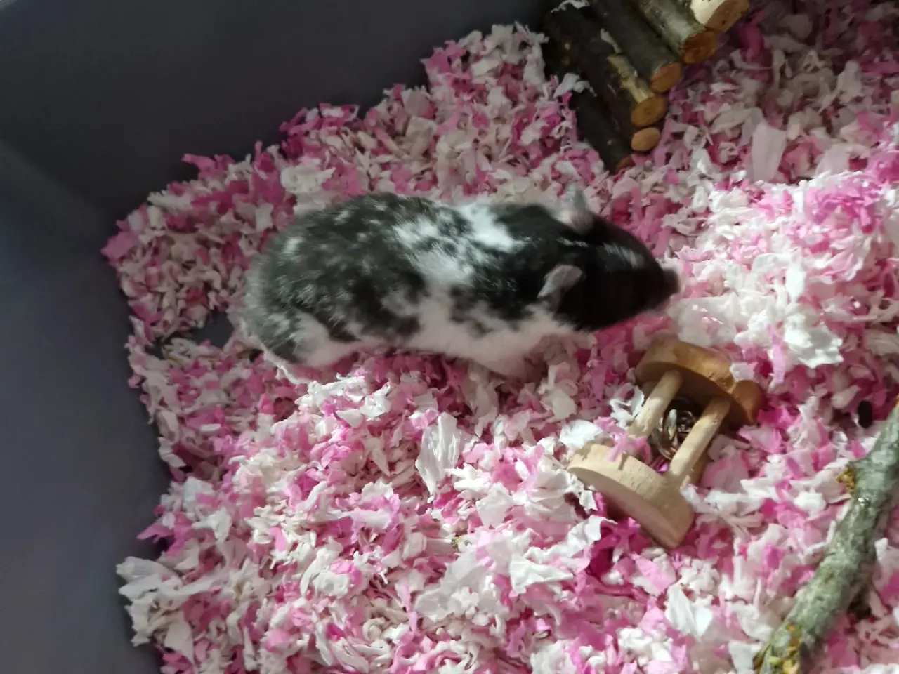 Billede 2 - Guldhamster til salg