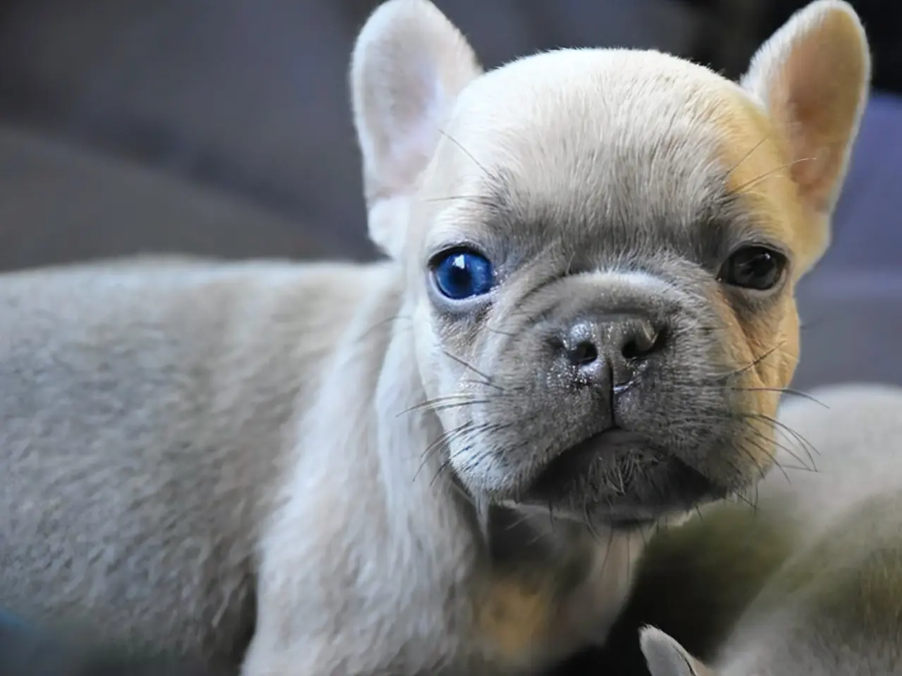 Billede 2 - Fransk bulldog hvalp.