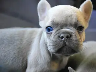 Fransk bulldog hvalp.