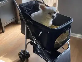 Klapvogn til hund