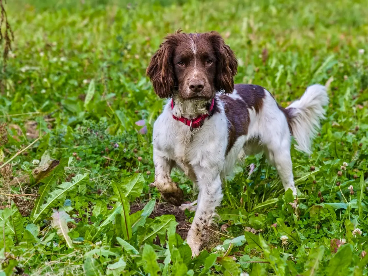 Billede 3 - Ft springer spaniel 