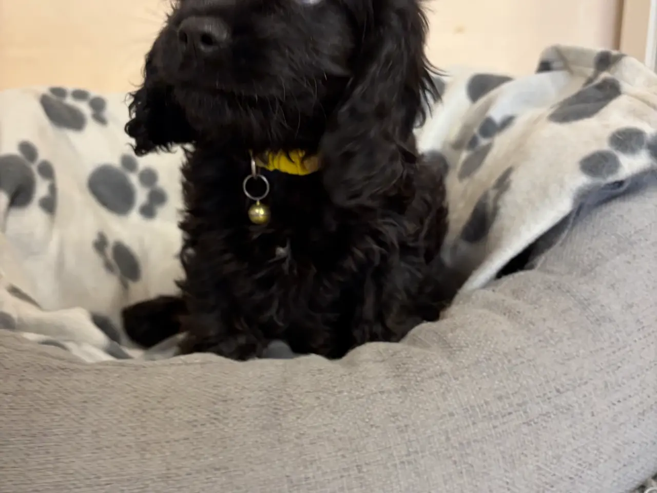 Billede 9 - De smukkeste F1 Cavapoo babyer