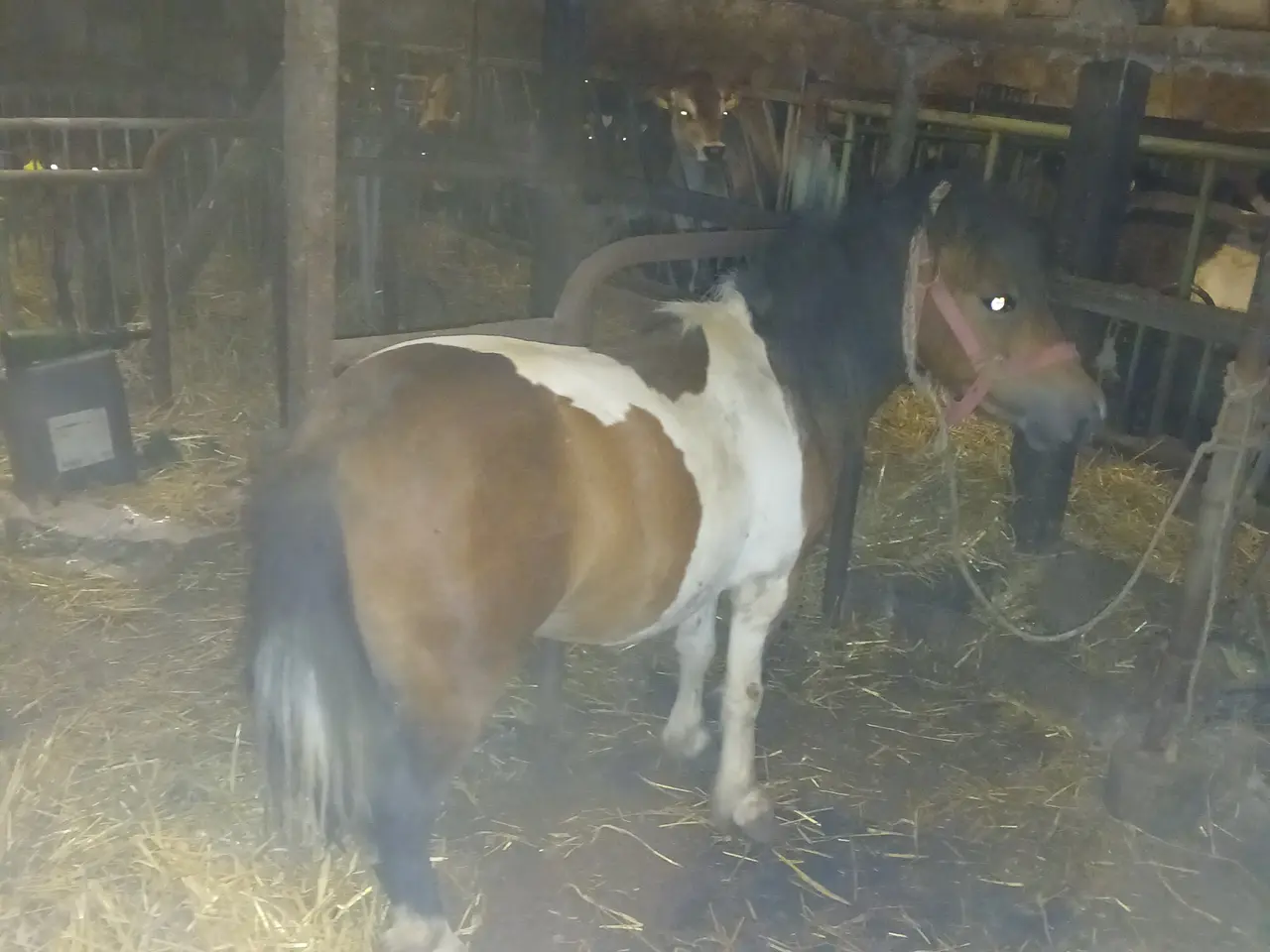 Billede 2 - Brun broget vallak 
