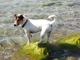 Jack Russell terrier