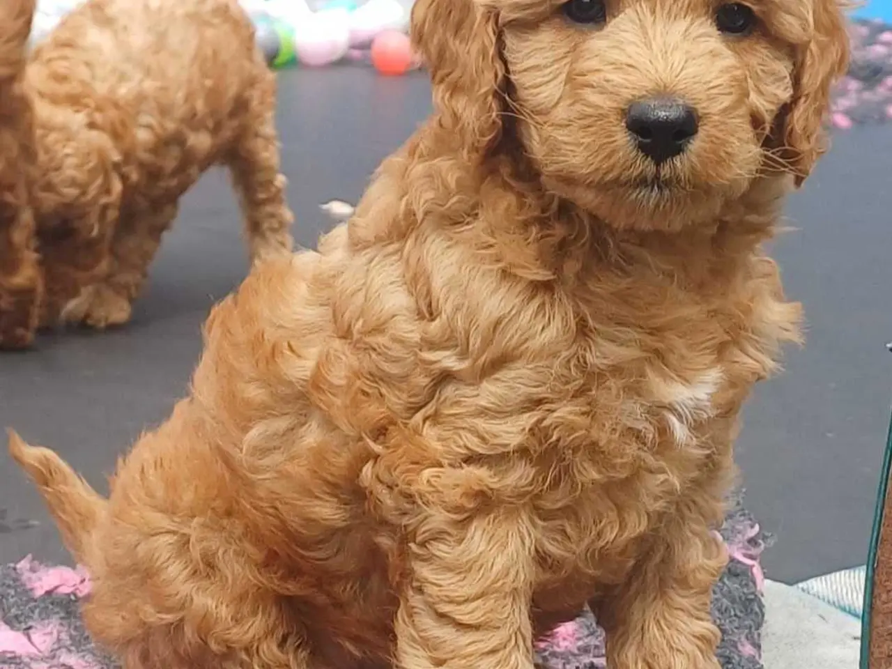 Billede 10 - Doodle / cockapoo hvalpe