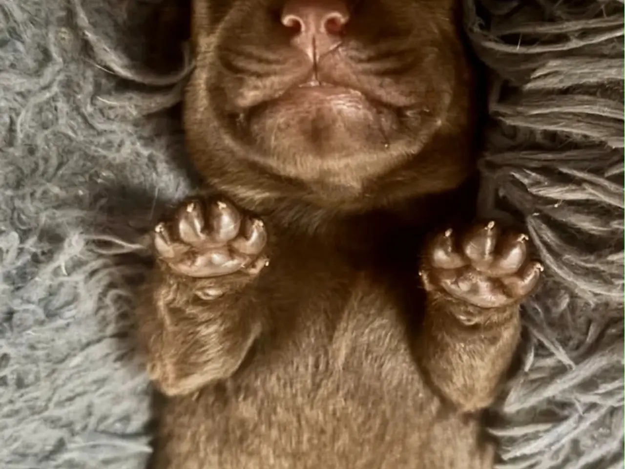 Billede 10 - Brune han labrador hvalpe
