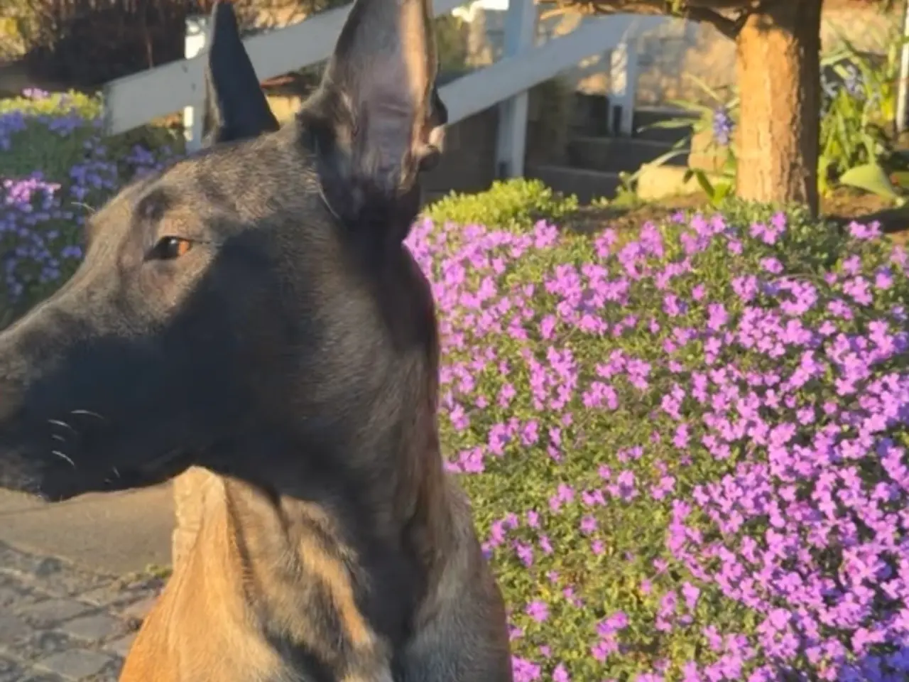 Billede 3 - Naila Belgisk malinois 11 måneder 
