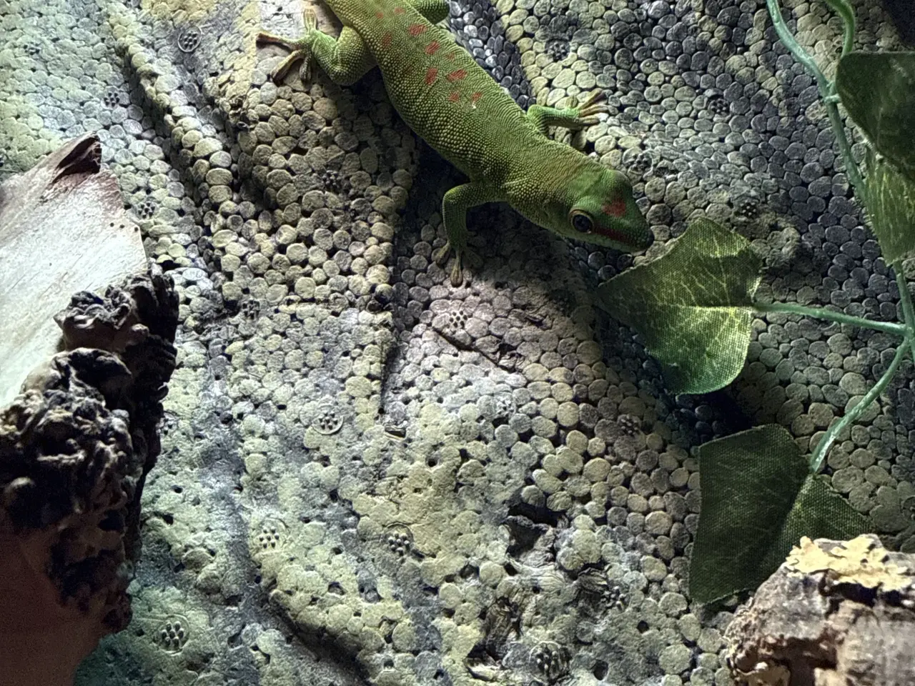 Billede 7 - daggekko