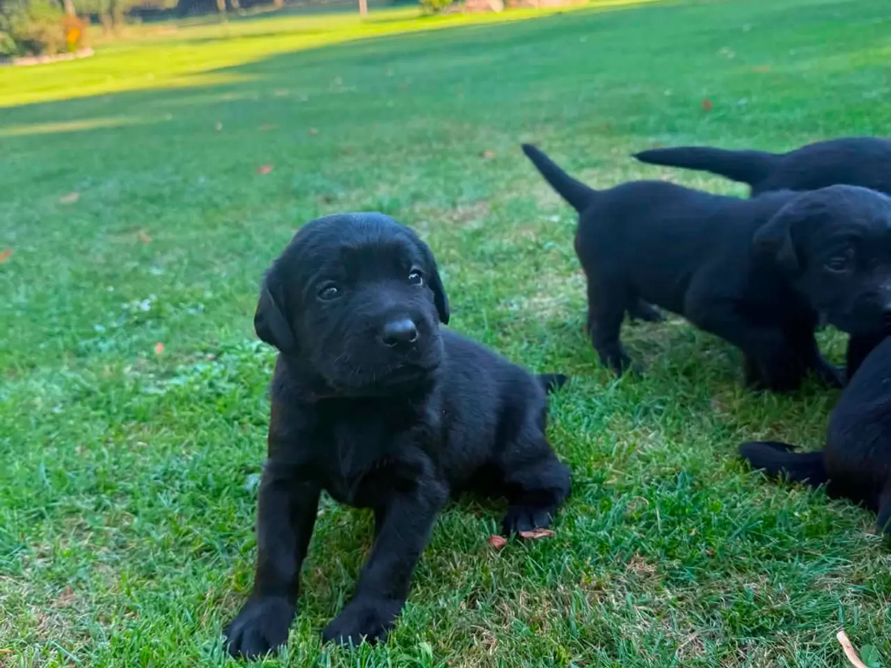 Billede 1 - Labrador hvalpe
