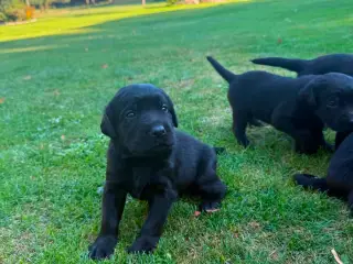 Labrador hvalpe