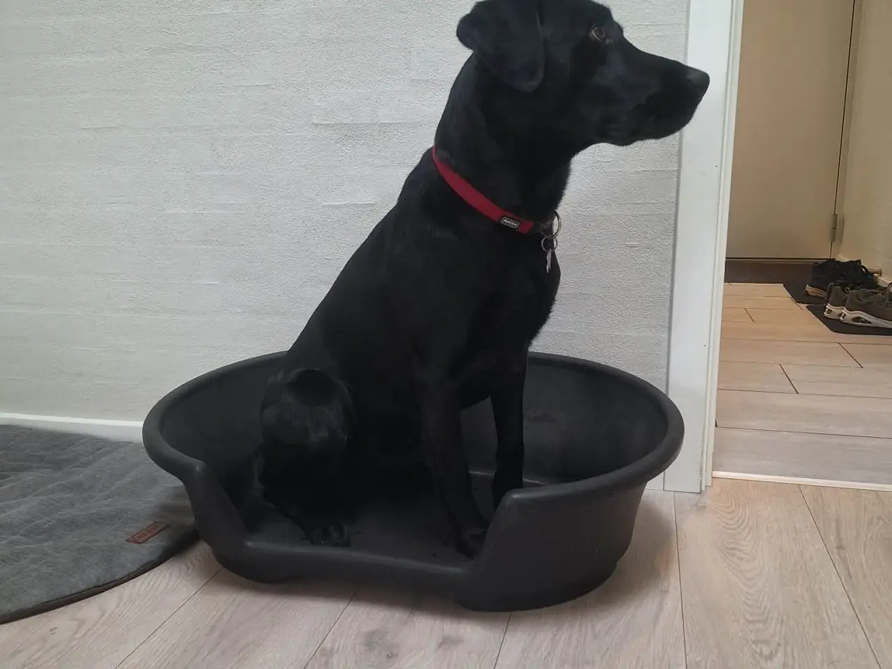 Billede 5 - Hundekurv, hård plastik