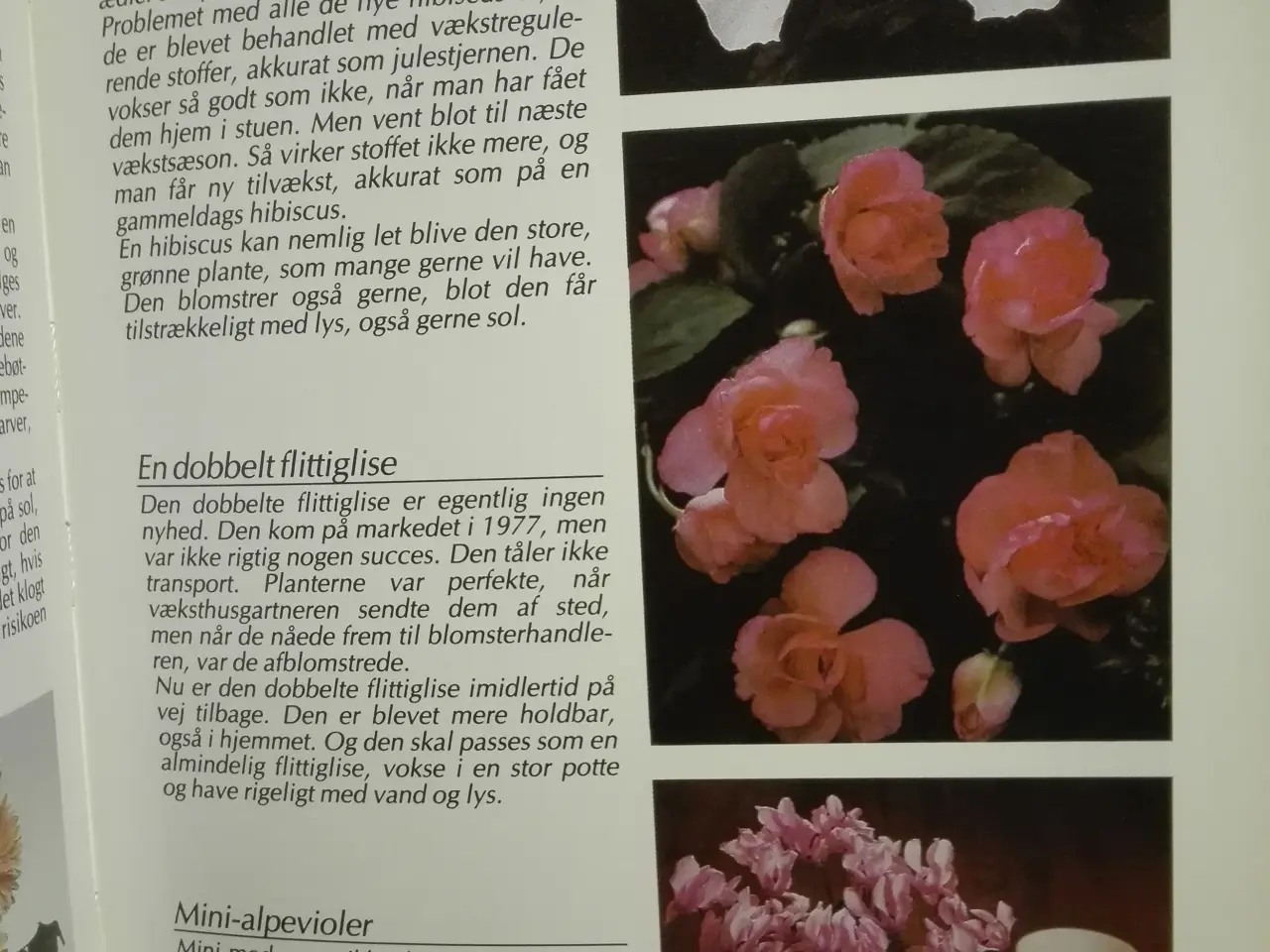 Billede 4 - Alt om stueplanter 28 / Nye stueplanter