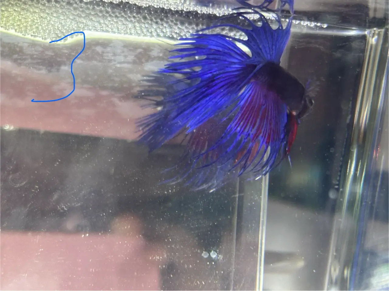 Billede 1 - Crown tail Han
