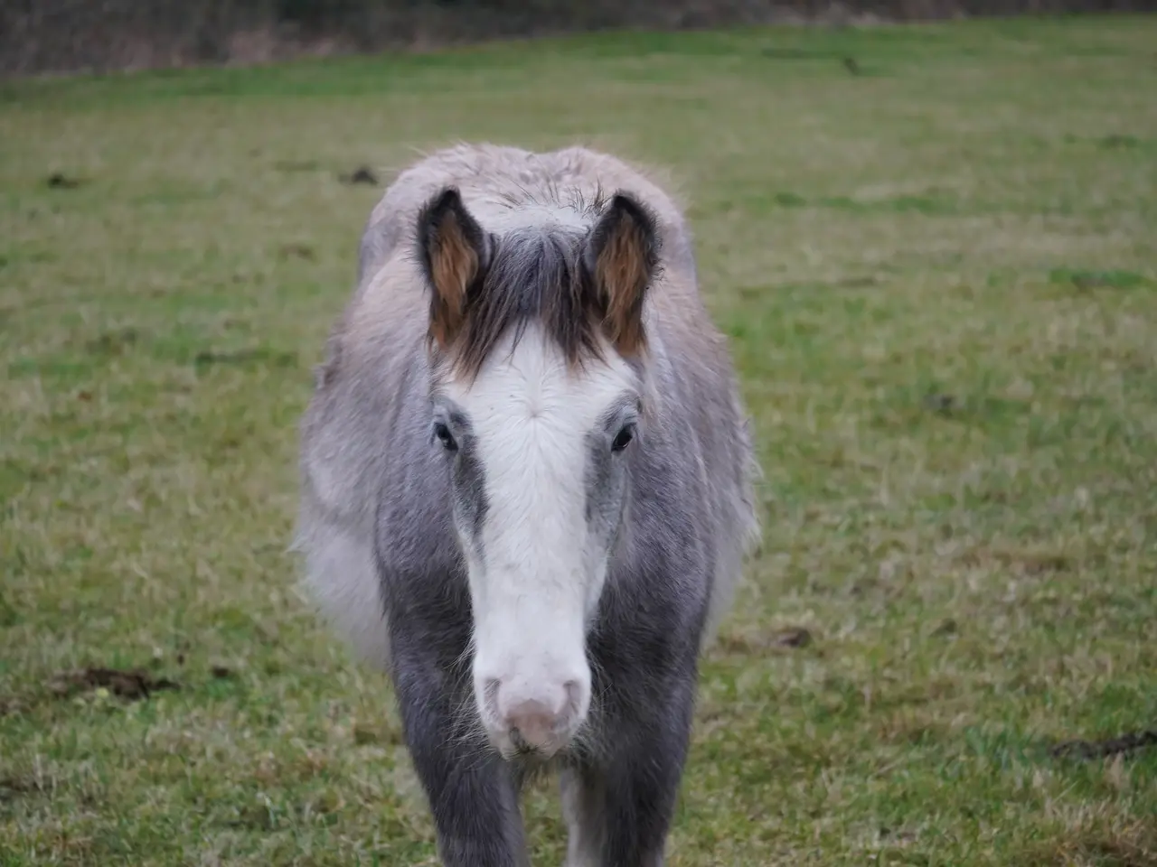 Billede 1 - Irish cob hingsteføl fra maj 2025