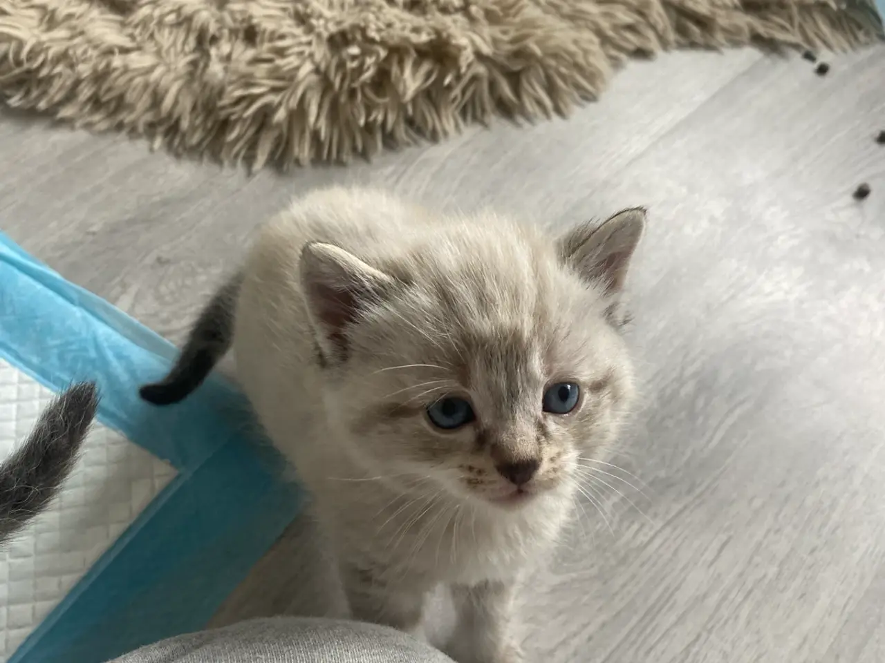 Billede 18 - Flotte ragdoll killinger 