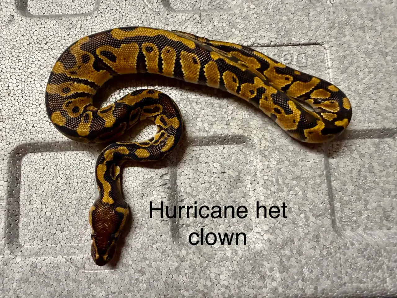 Billede 9 - Konge python