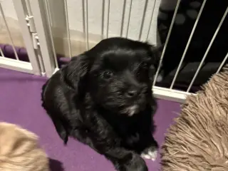 🐶SOLGT🐶Hava hvalpe