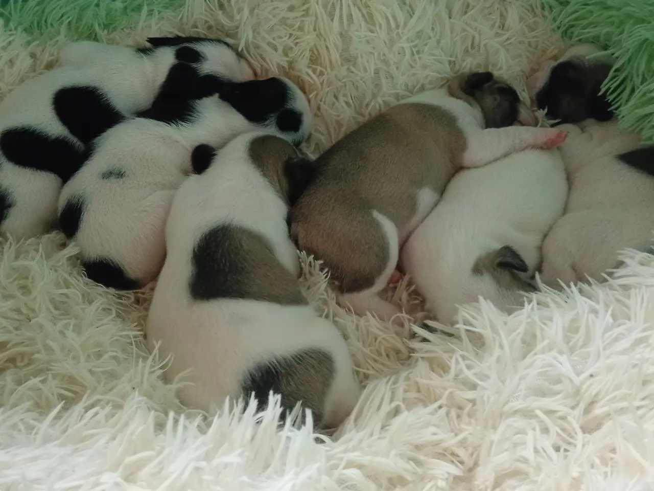 Billede 11 - Französische Bulldoggen