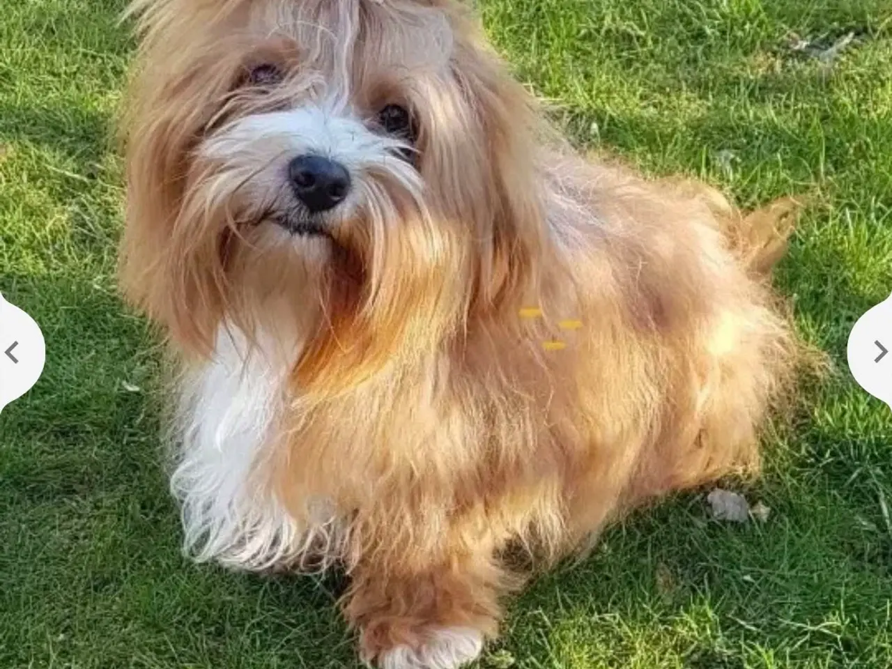 Billede 2 - Udstationering af Bichon Havanais hanhund søges.