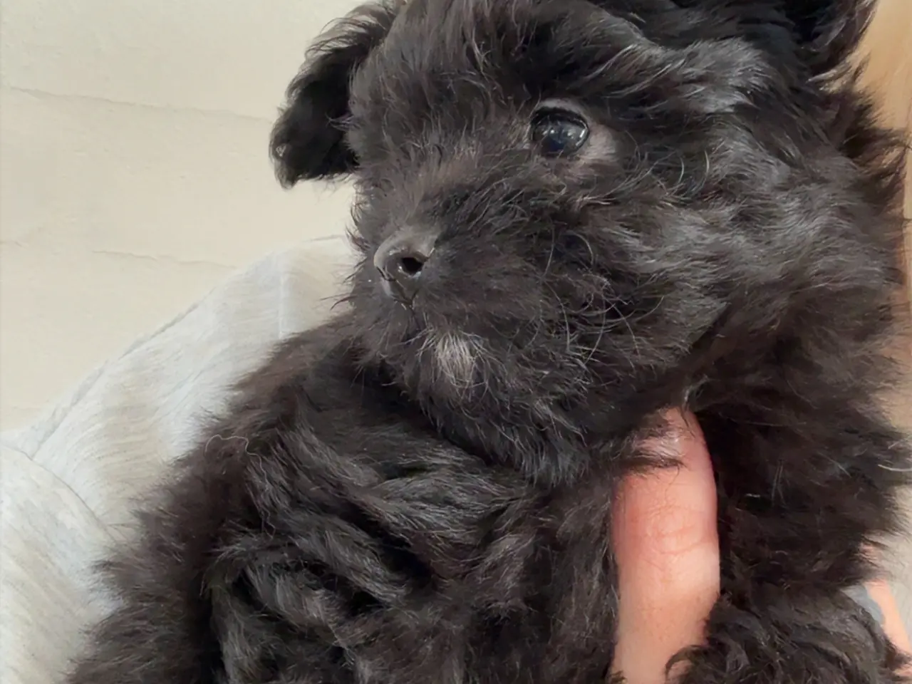 Billede 4 - Pomapoo pige 