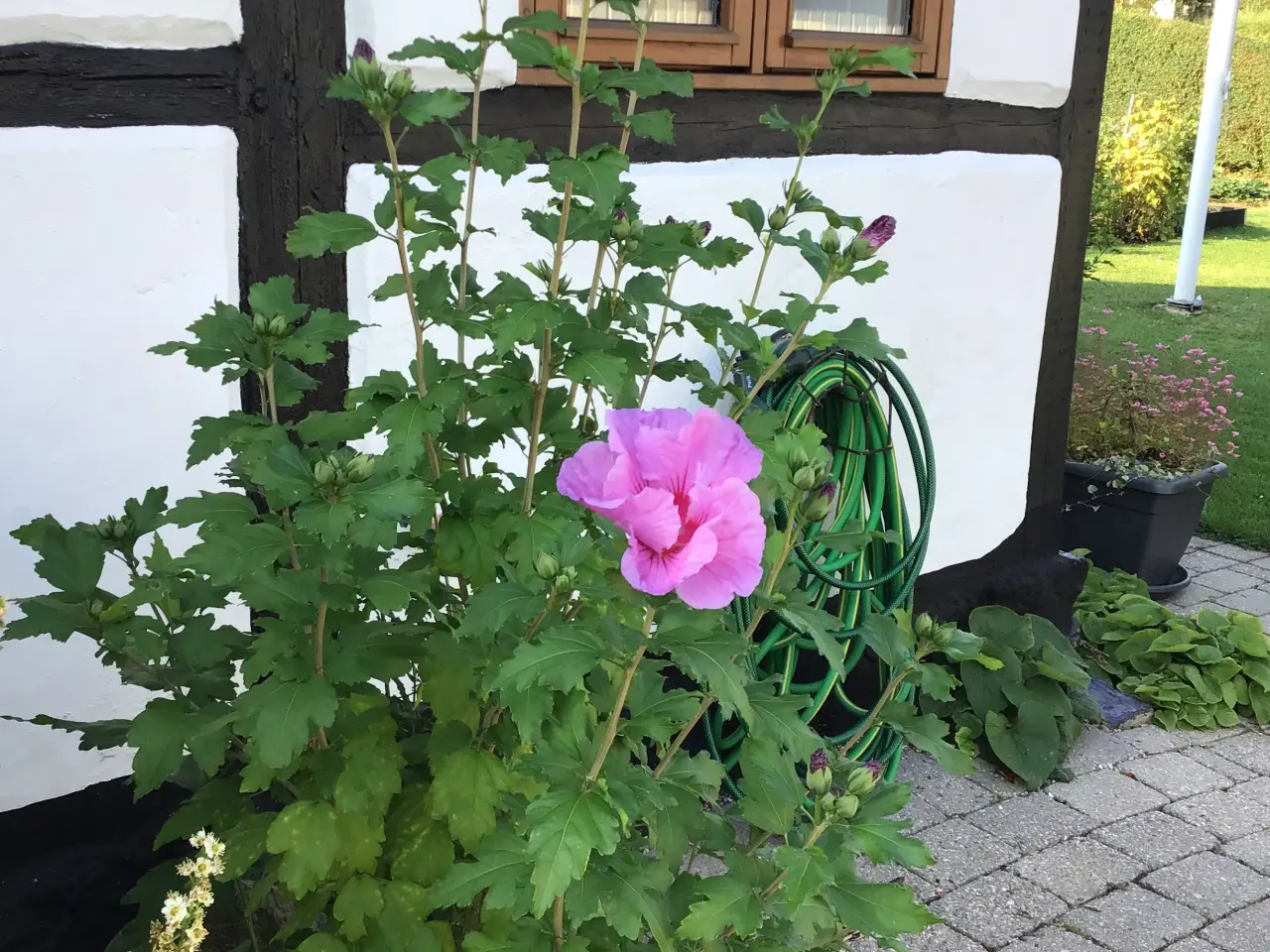 Billede 2 - Hibiscus/Syriske roser
