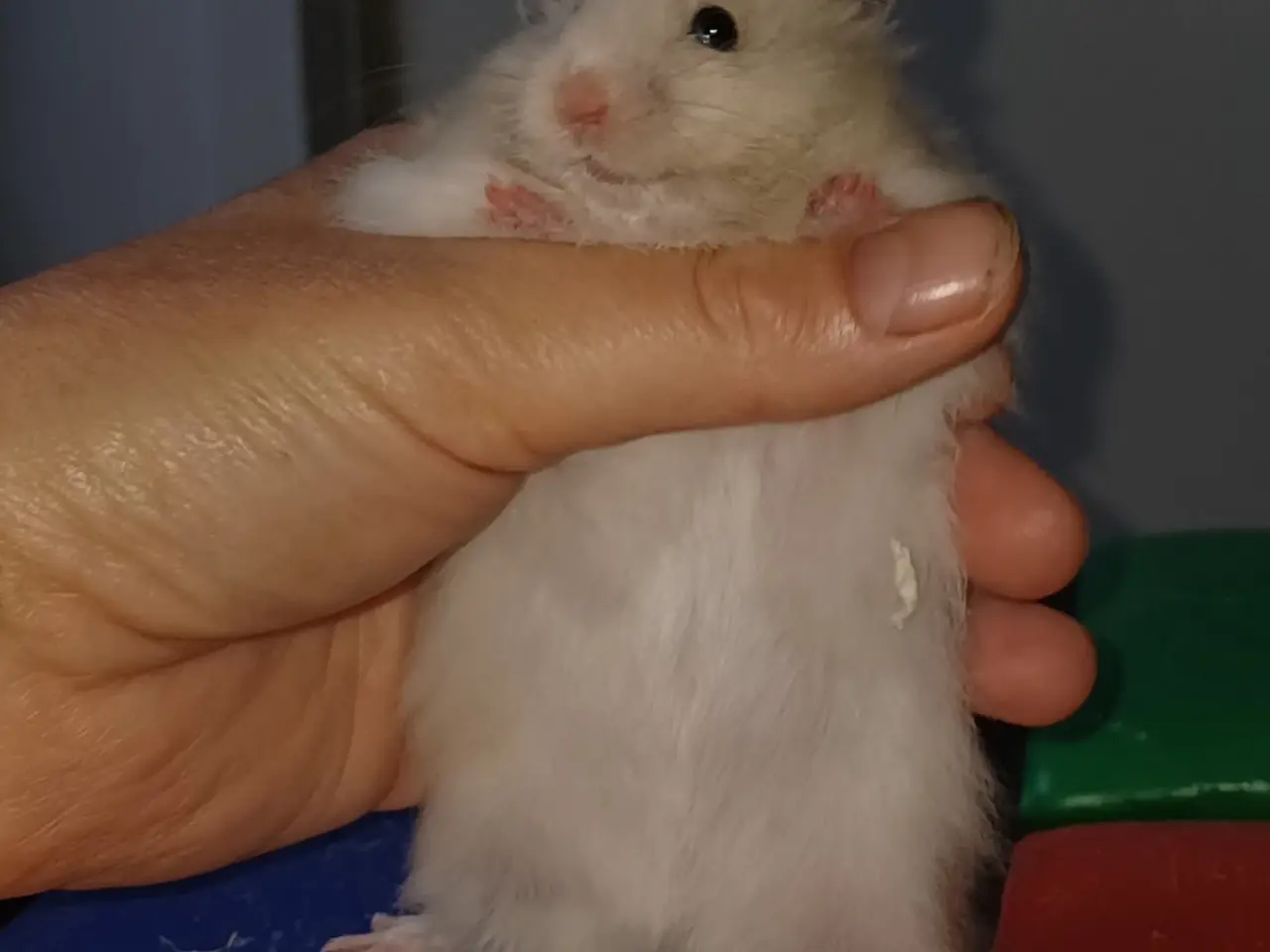 Billede 7 - Guldhamster unger (langhårede)