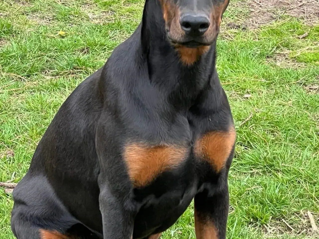 Billede 2 - Doberman smukke hvalpe