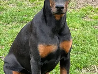 Doberman smukke hvalpe - 2