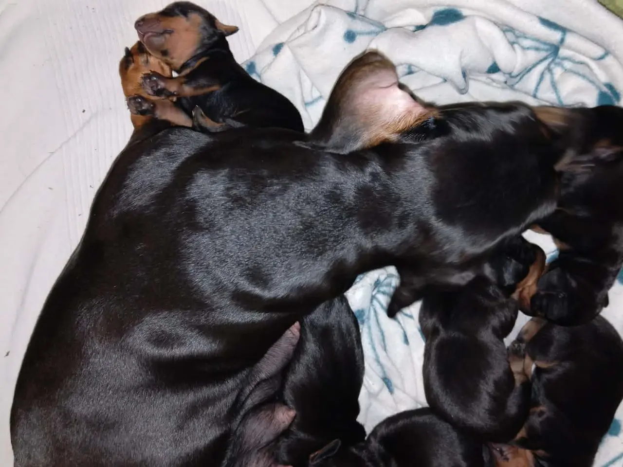 Billede 2 - Standard Korthåret Gravhunde