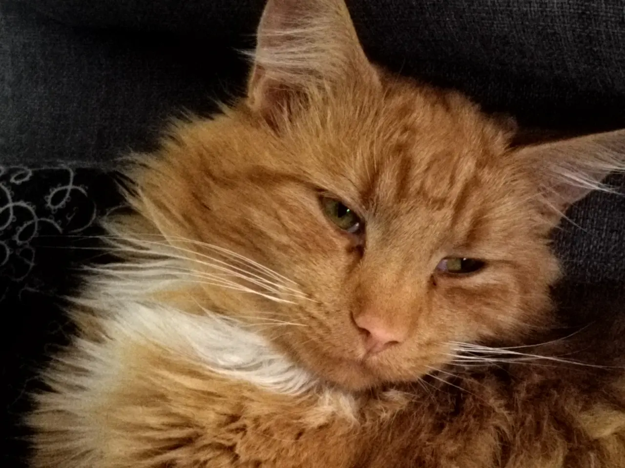 Billede 5 - Main Coon blanding