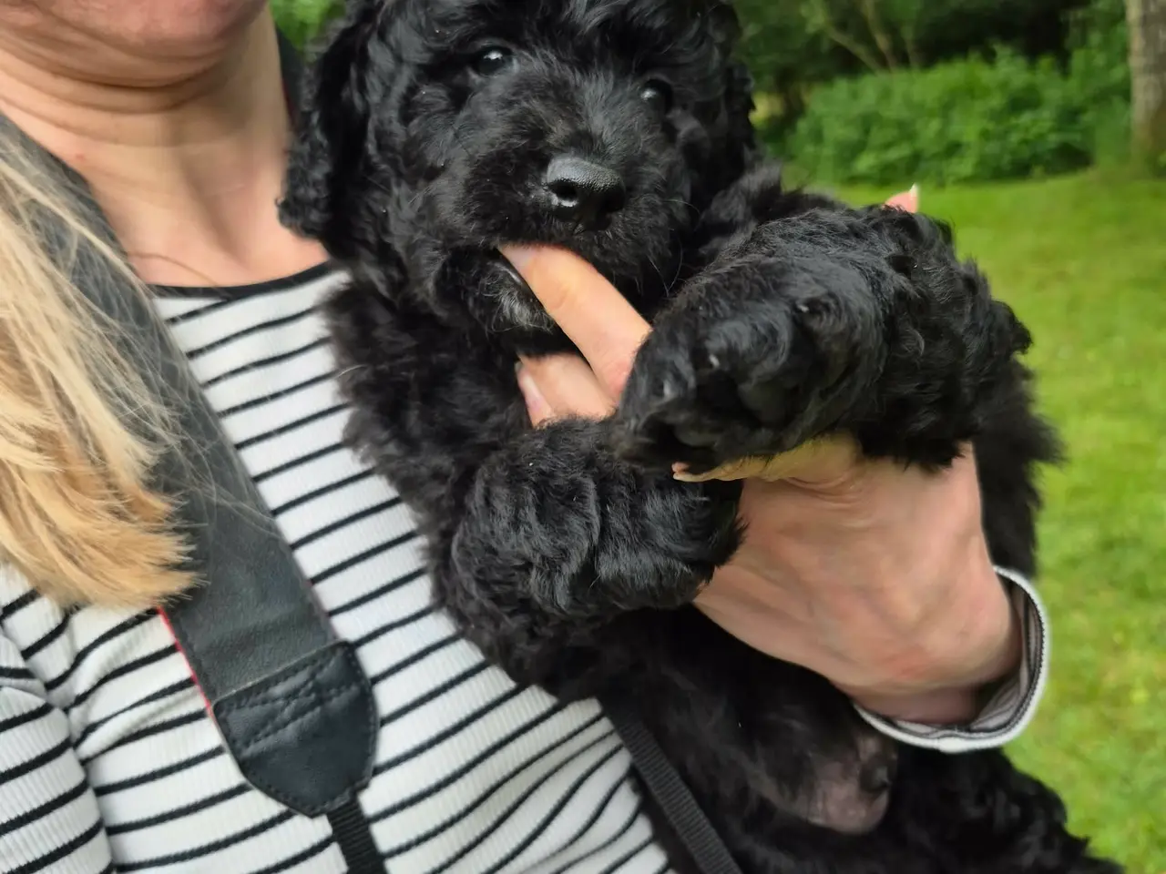 Billede 12 - Berner/Golden doodle.... ikke labradoodle