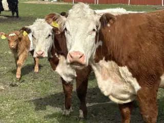 Kvæg