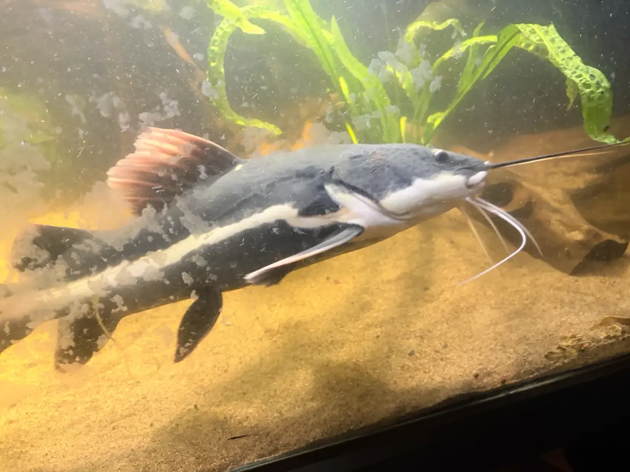 Billede 2 - Redtail catfish