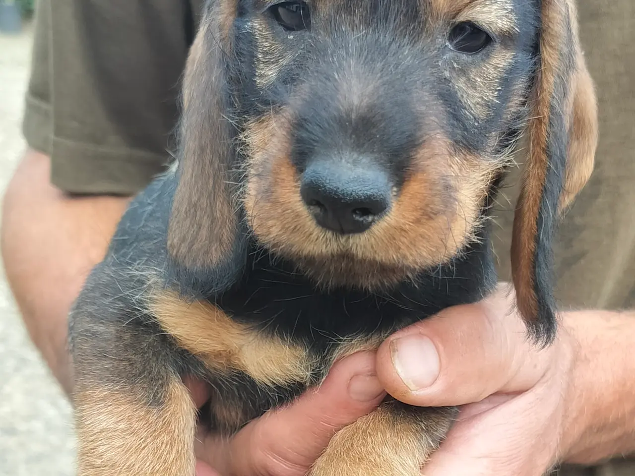 Billede 1 - Ruhåret gravhund
