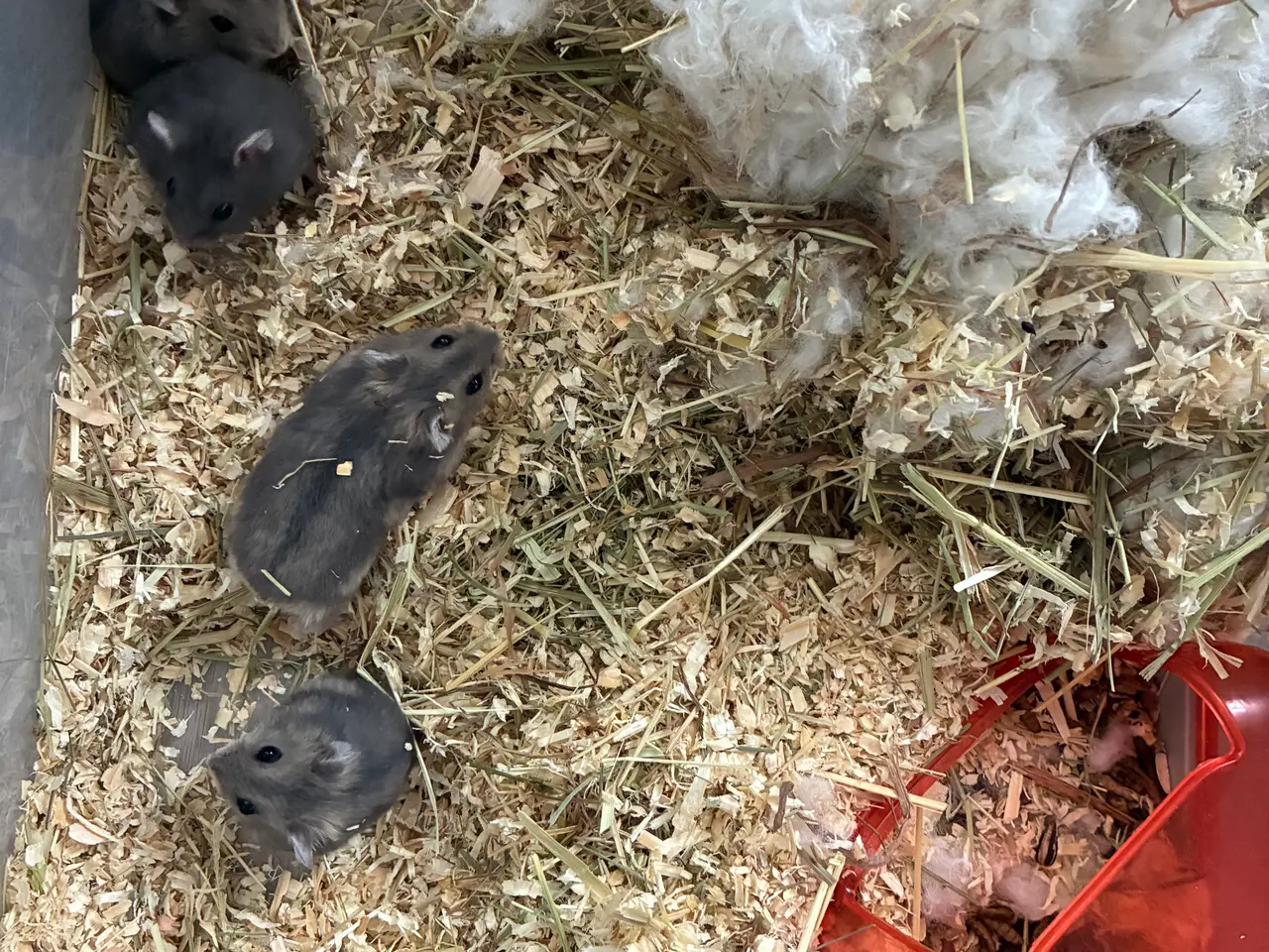 Billede 1 - Hamsterunger til salg
