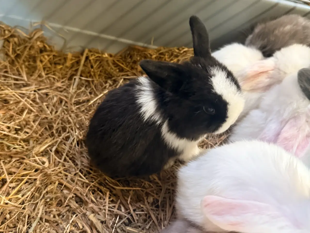 Billede 5 - Minilop kanin unger